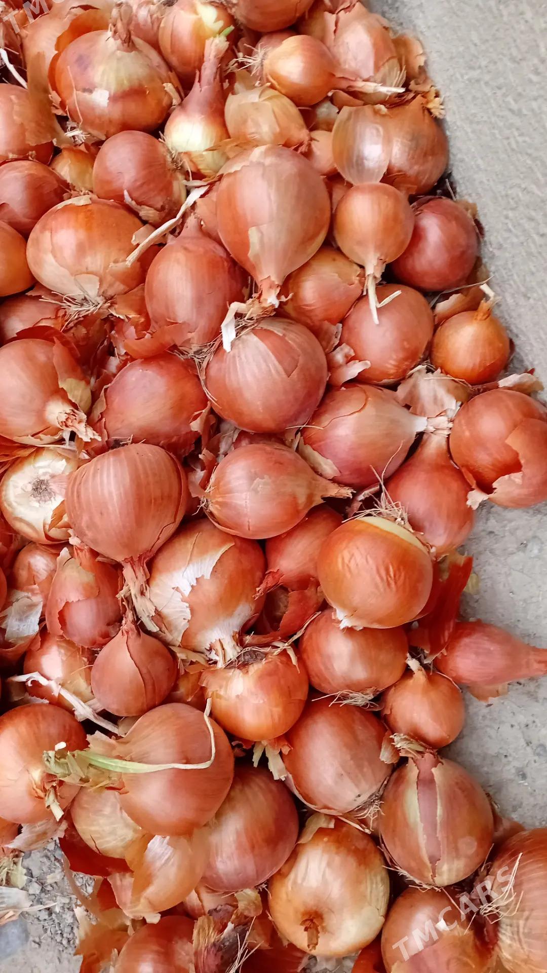 Sogan satlyk - Kaka - img 2