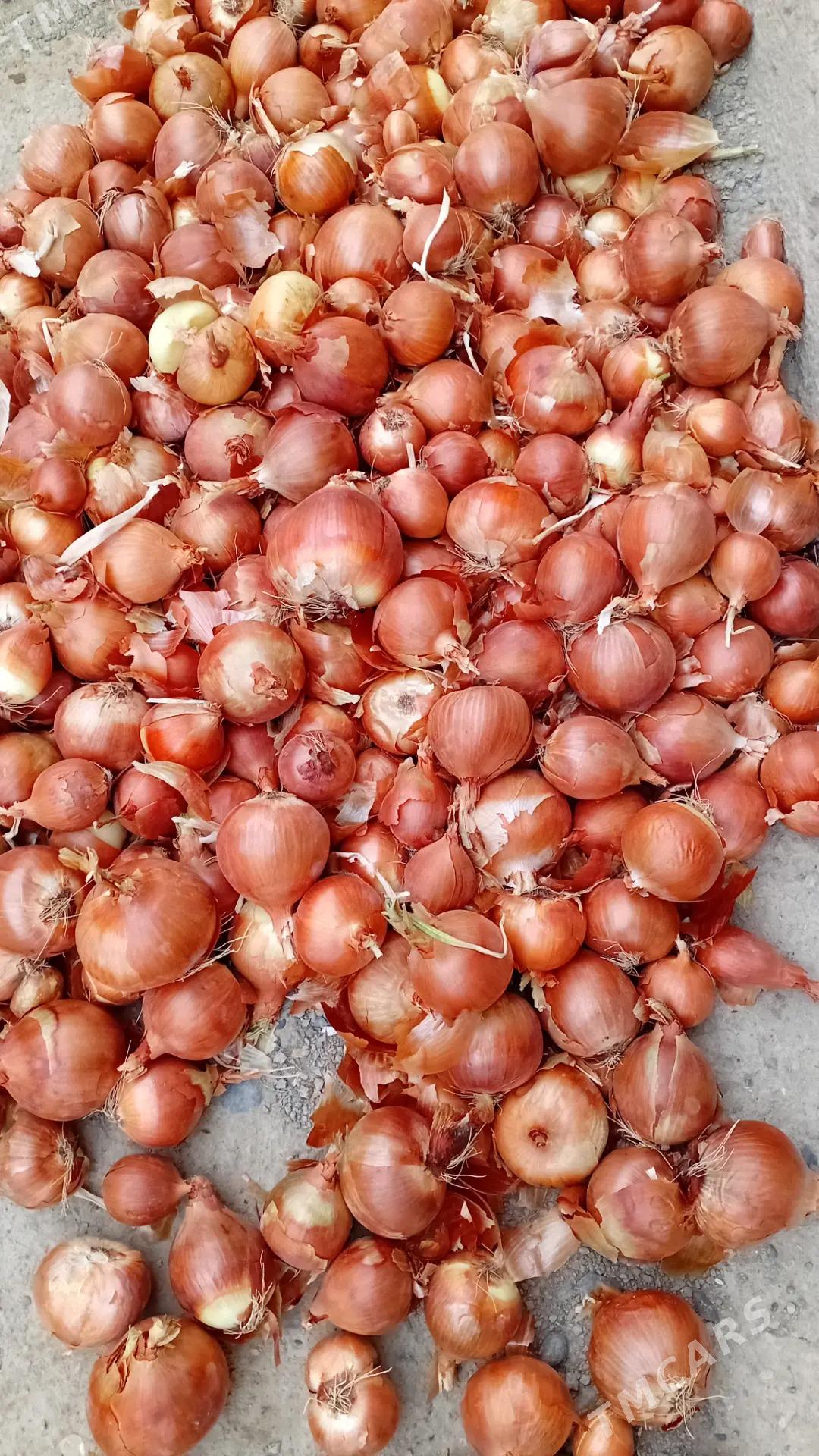 Sogan satlyk - Kaka - img 4