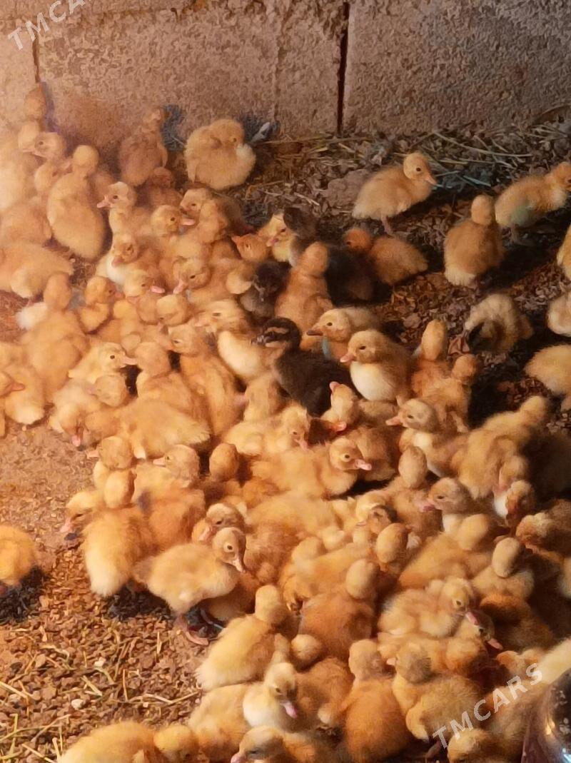 ördek juje - Анев - img 1