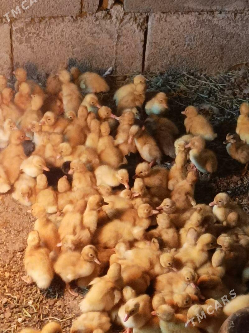 ördek juje - Анев - img 2