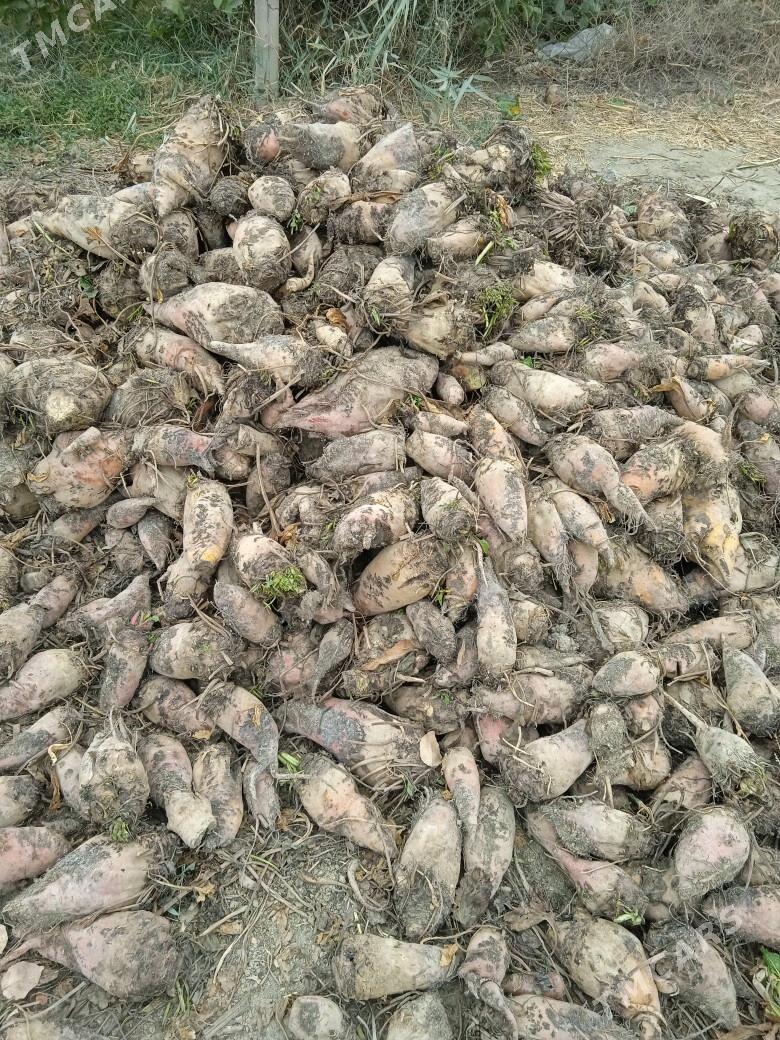 Karmawoý şugynnur - Бахарден - img 3