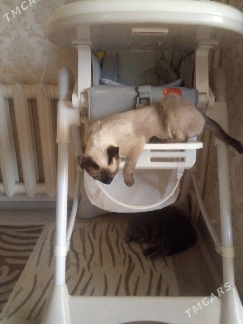 Нужен кот сиамская для вязки - Туркменабат - img 2