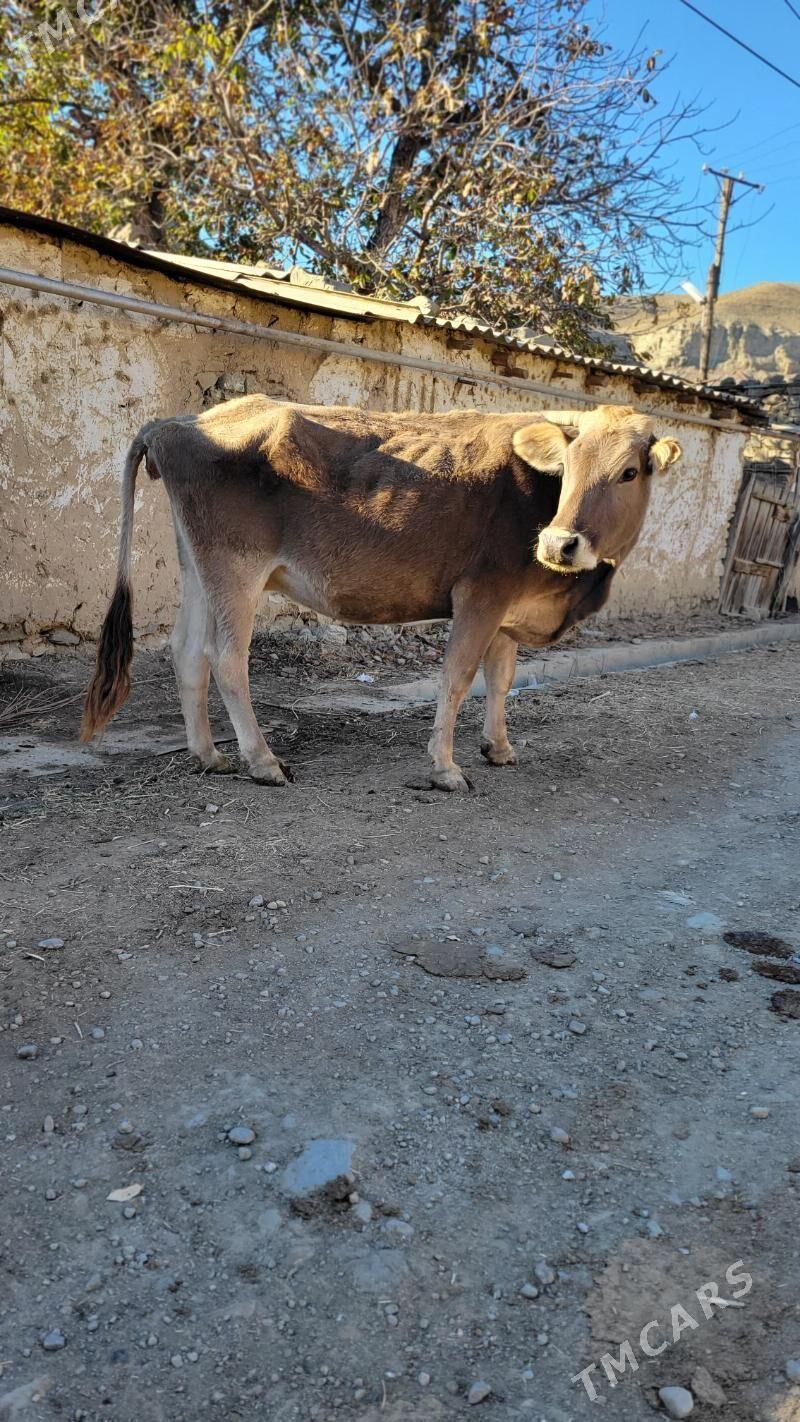 Sygyr .tohum okuz gole - Aşgabat - img 2