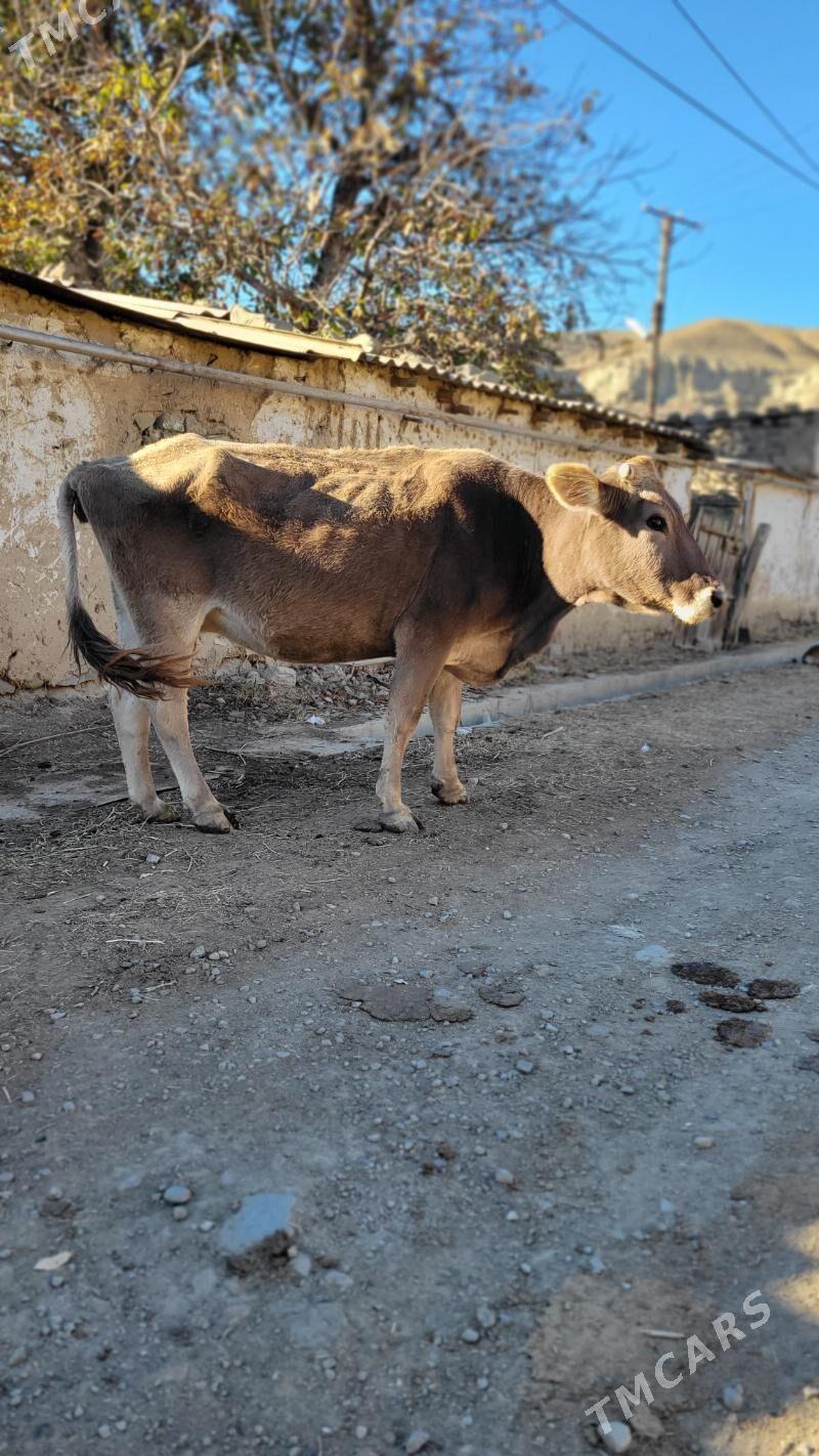 Sygyr .tohum okuz gole - Aşgabat - img 3