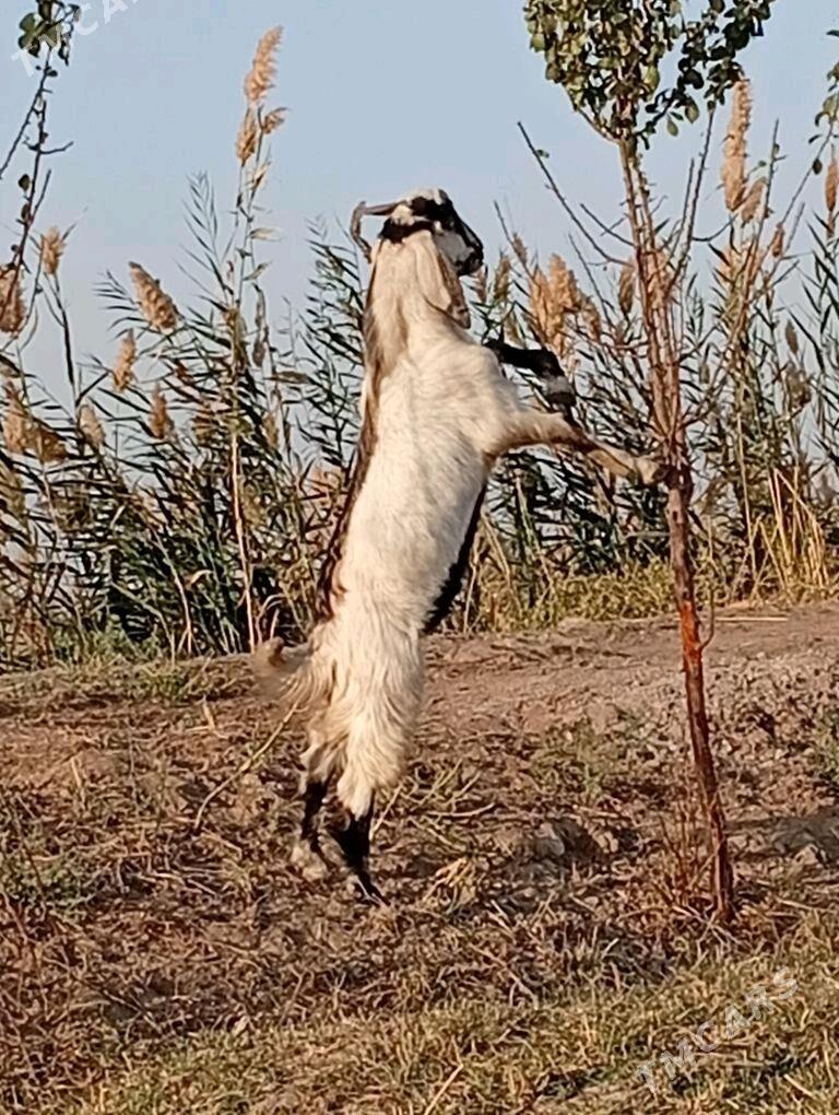 Päkistan Teke - Sakarçäge - img 3