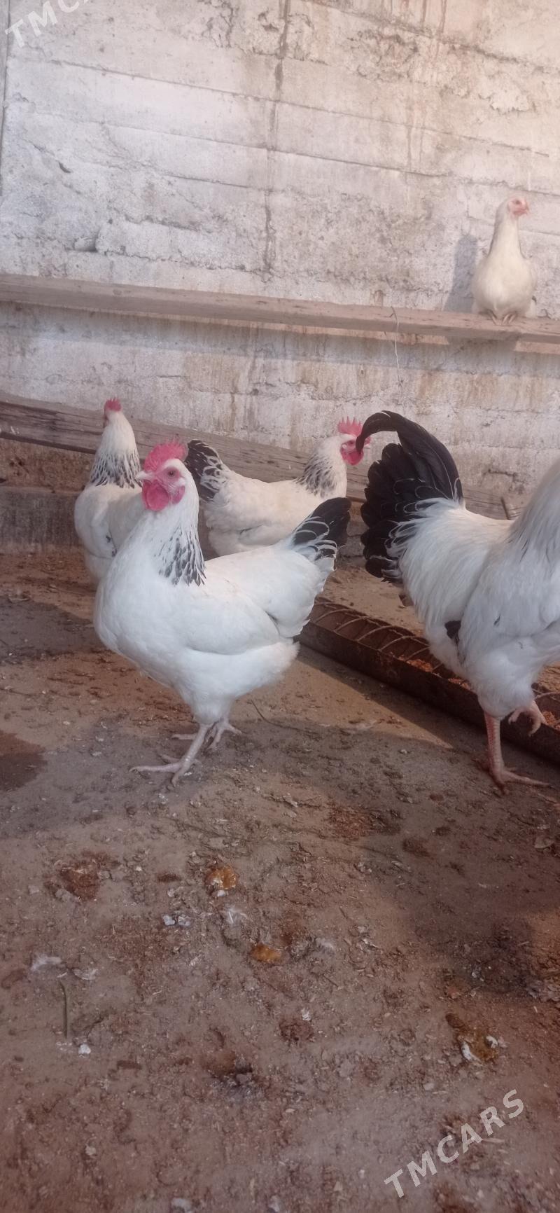 Yumutga - Büzmeýin - img 2