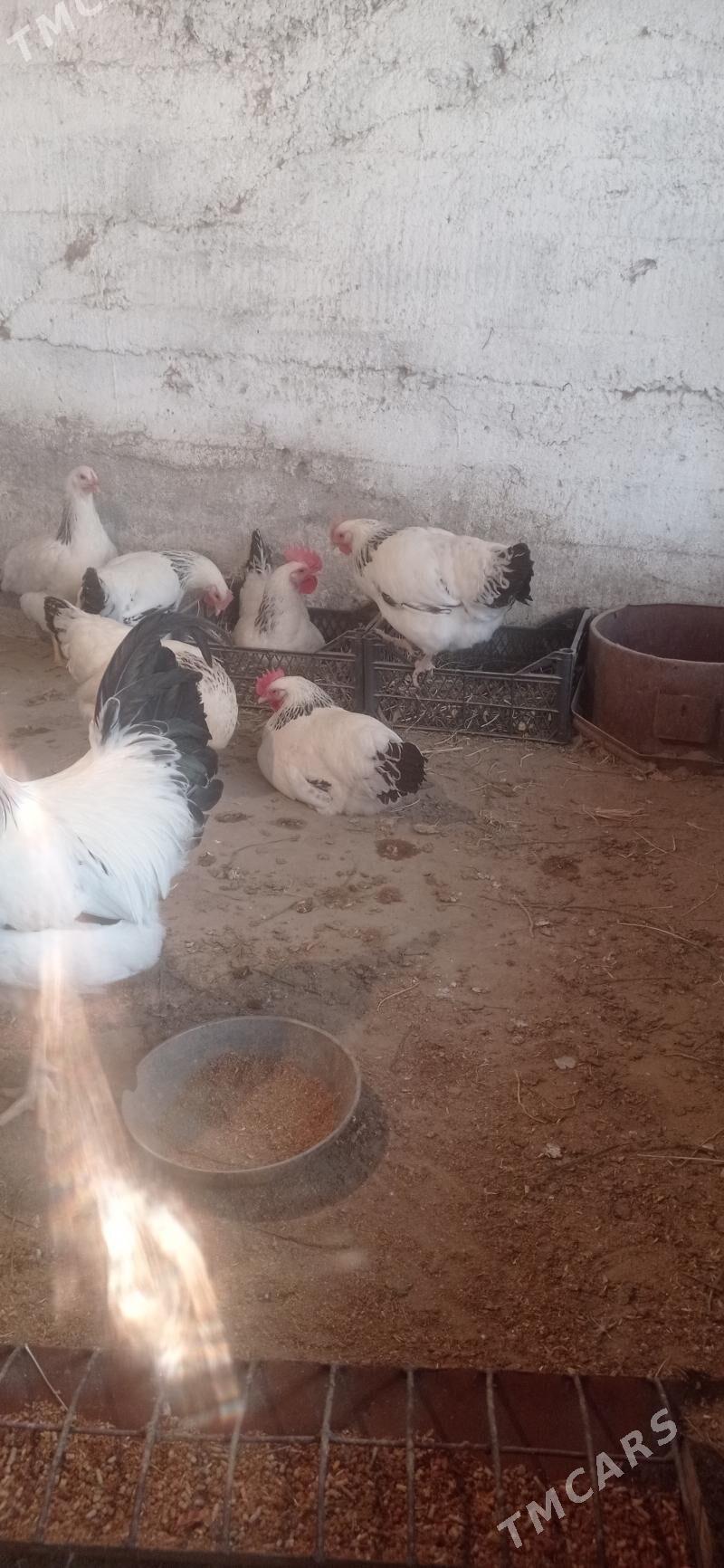 Yumutga - Büzmeýin - img 3