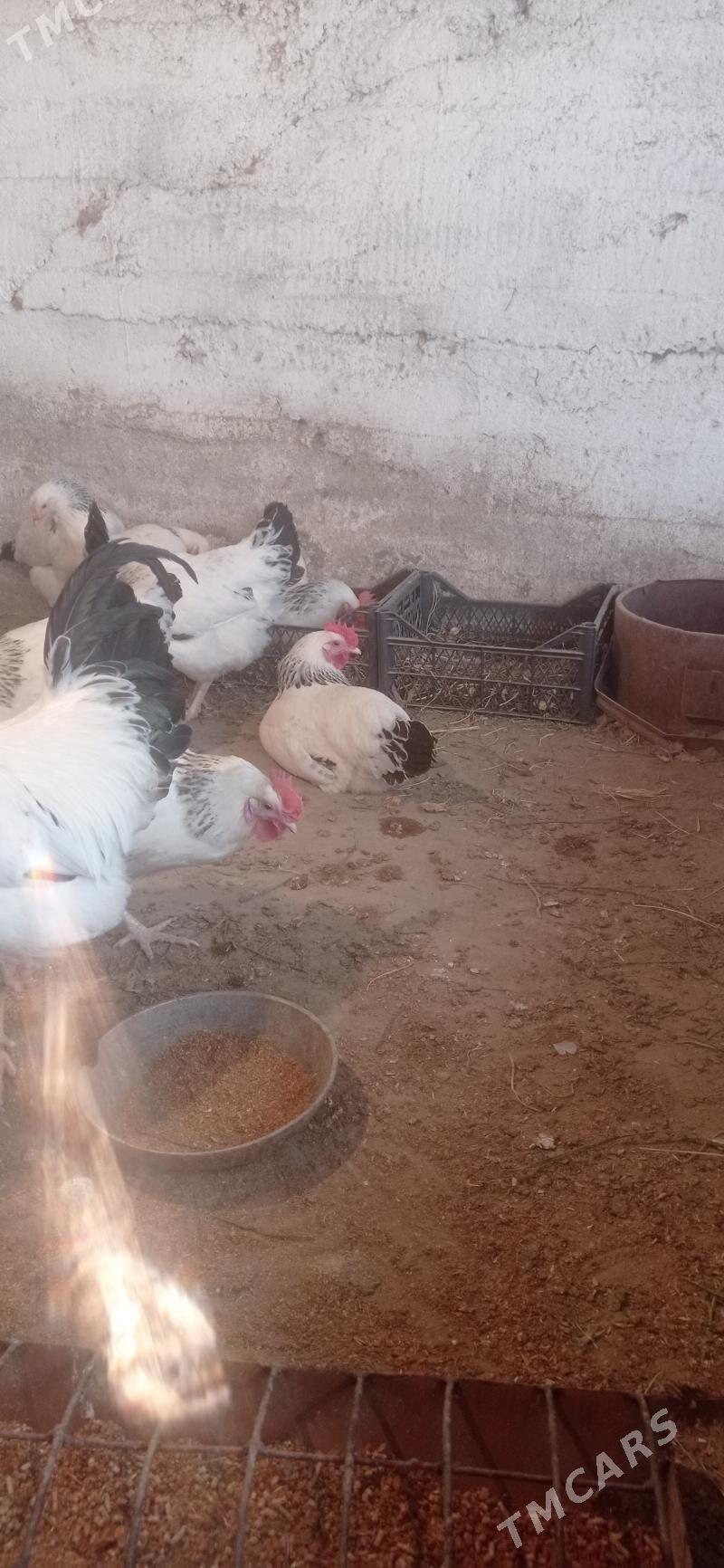 Yumutga - Büzmeýin - img 4