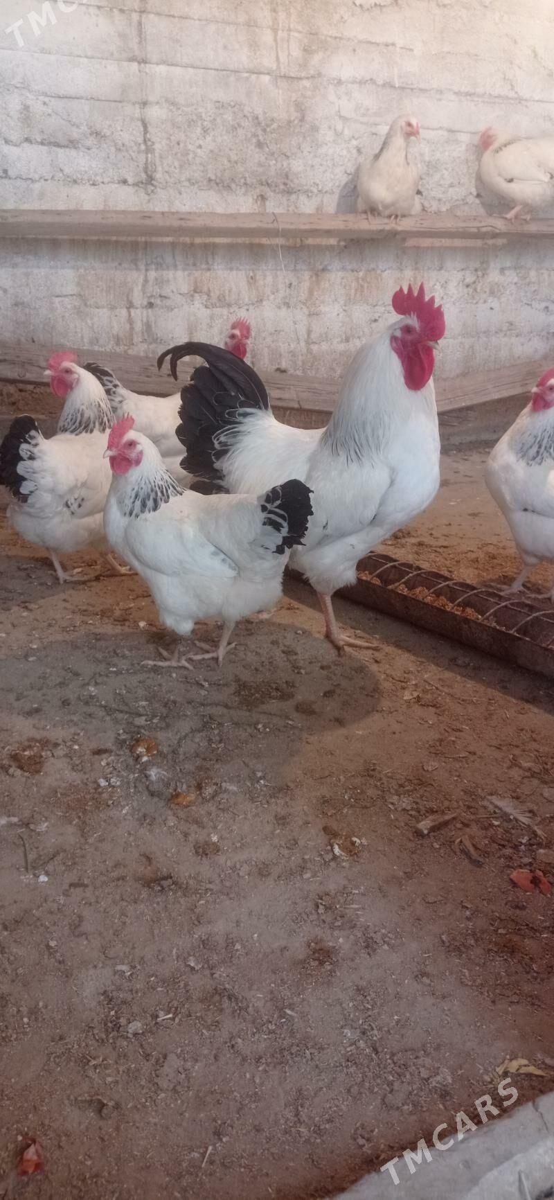 Yumutga - Büzmeýin - img 5