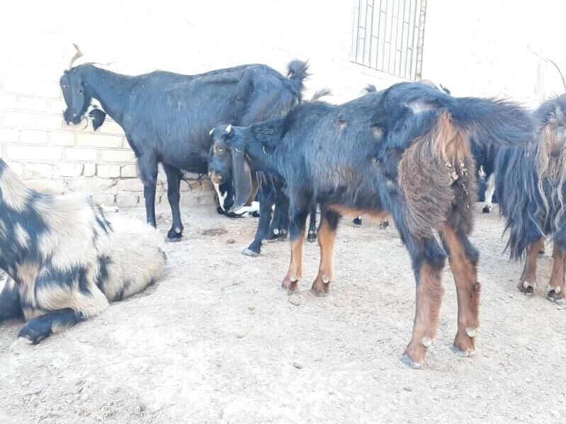 Teke - Dänew - img 7