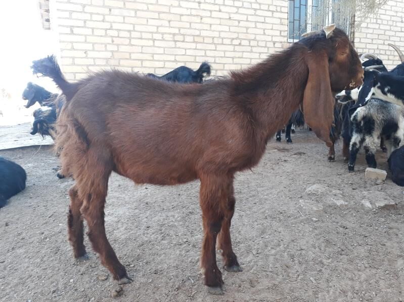 Teke - Dänew - img 6