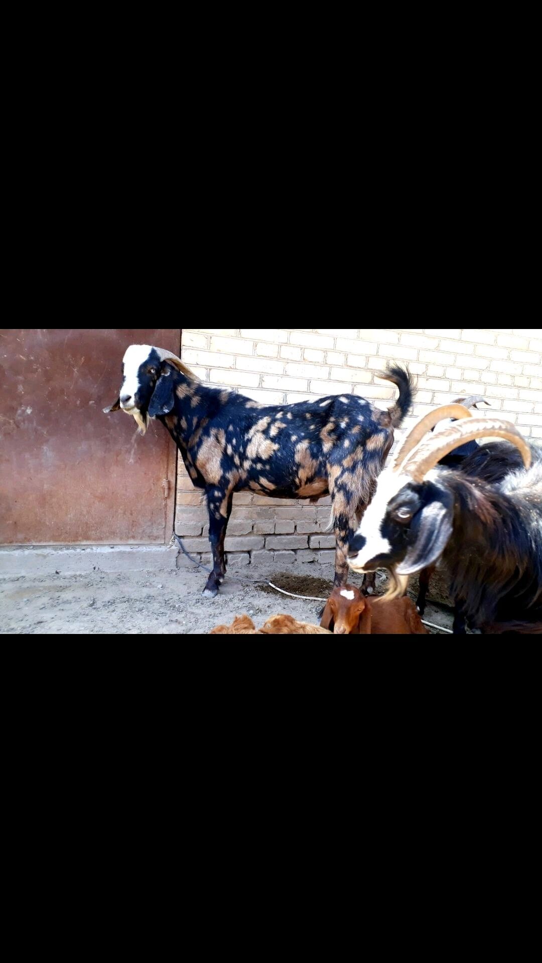 Teke - Dänew - img 8