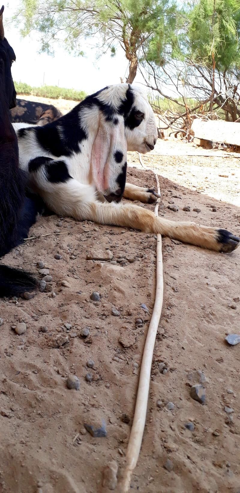 Teke - Dänew - img 9