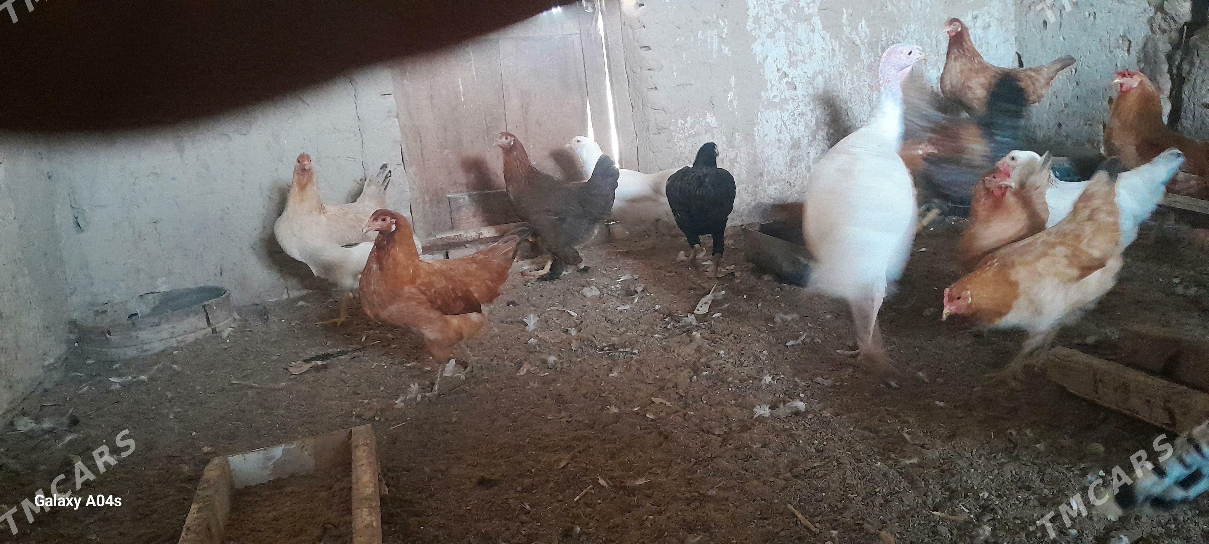 Towuklar we induklar - Мары - img 3