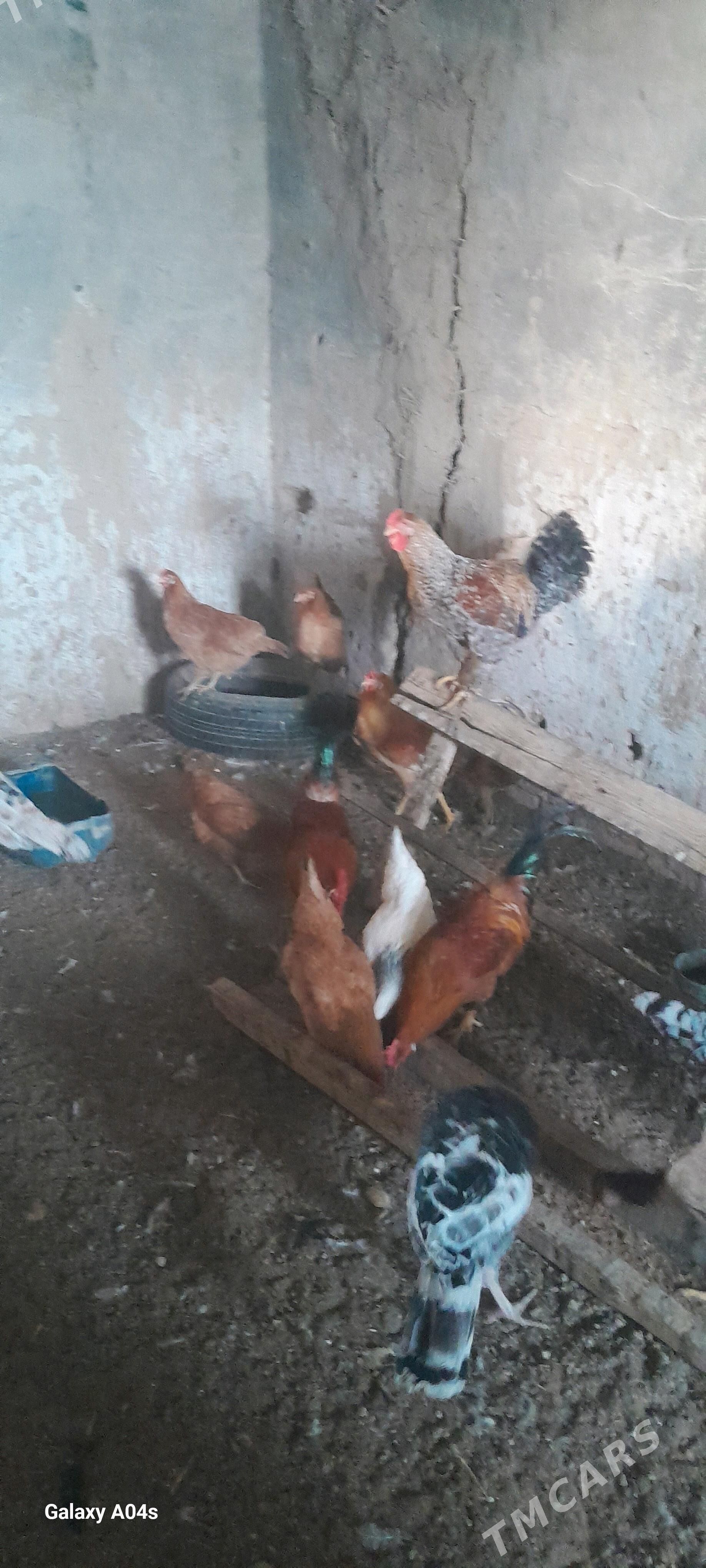 Towuklar we induklar - Мары - img 2