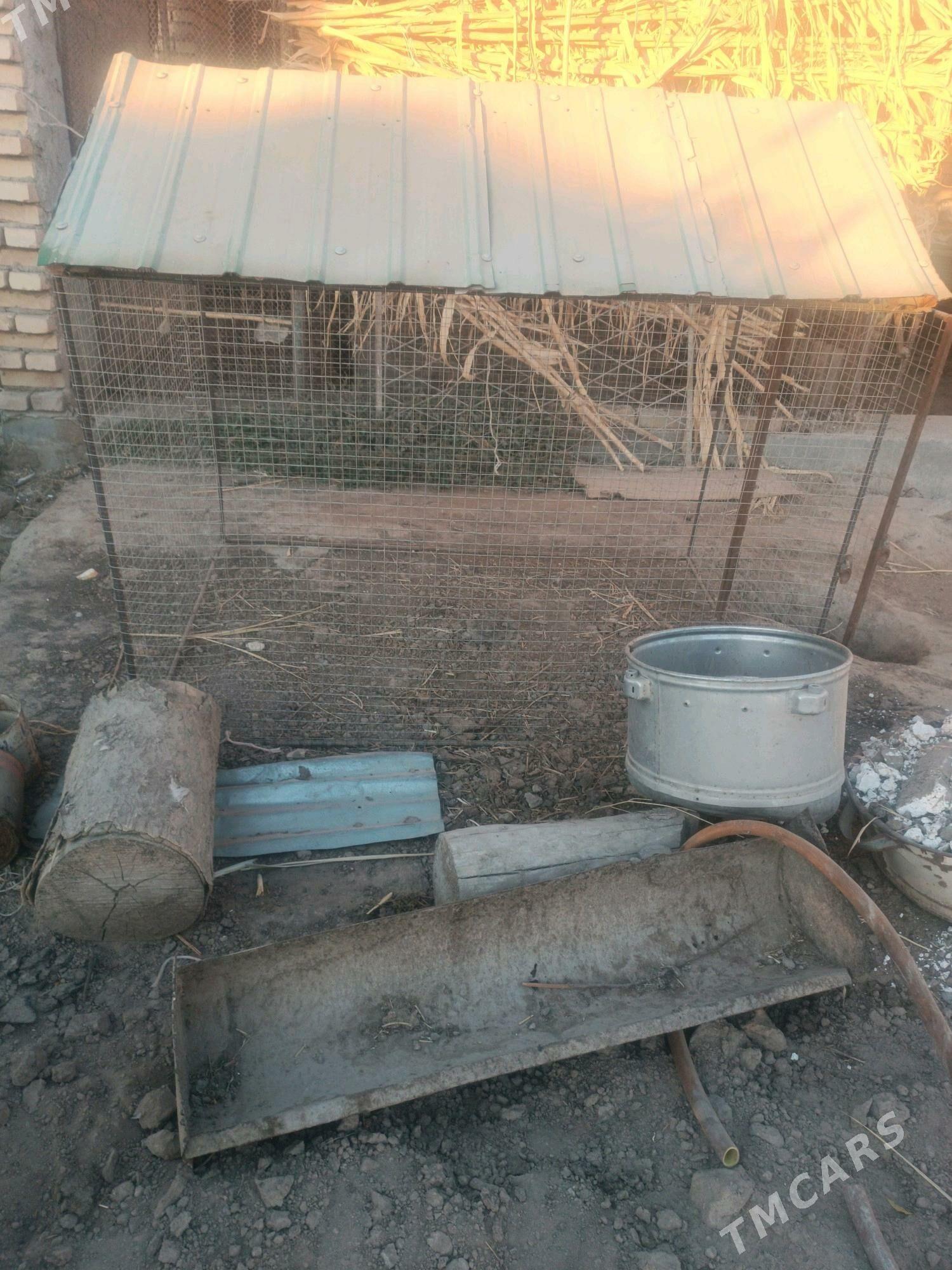 Jüje ketek - Чарджоу - img 2