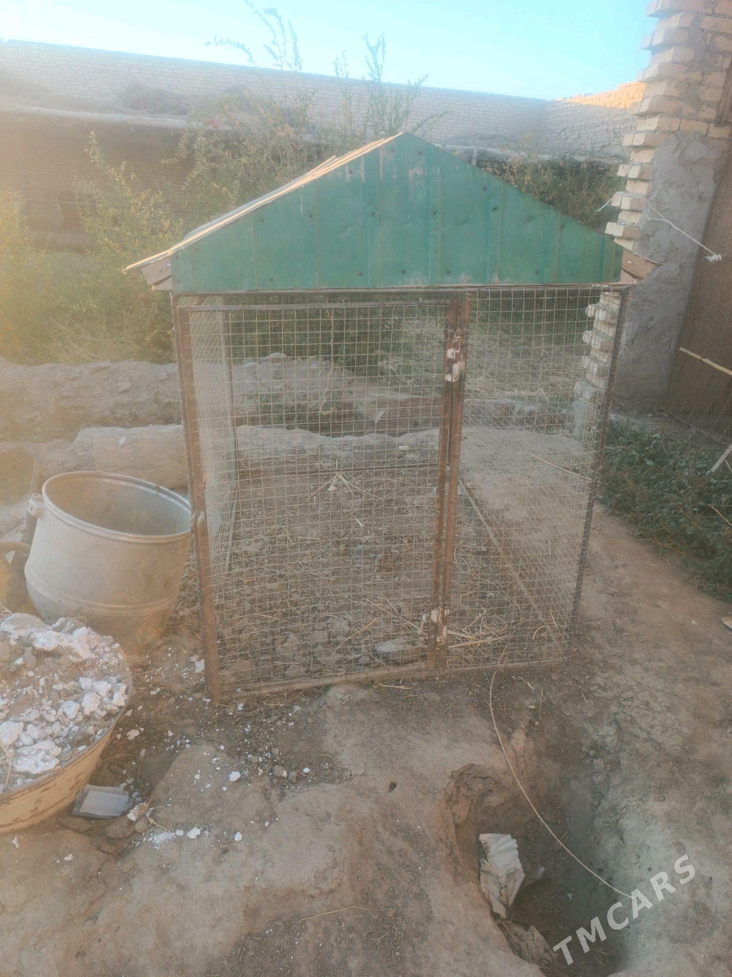 Jüje ketek - Чарджоу - img 3