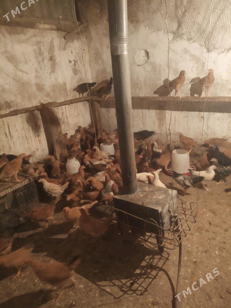 towuk juje - Änew - img 2