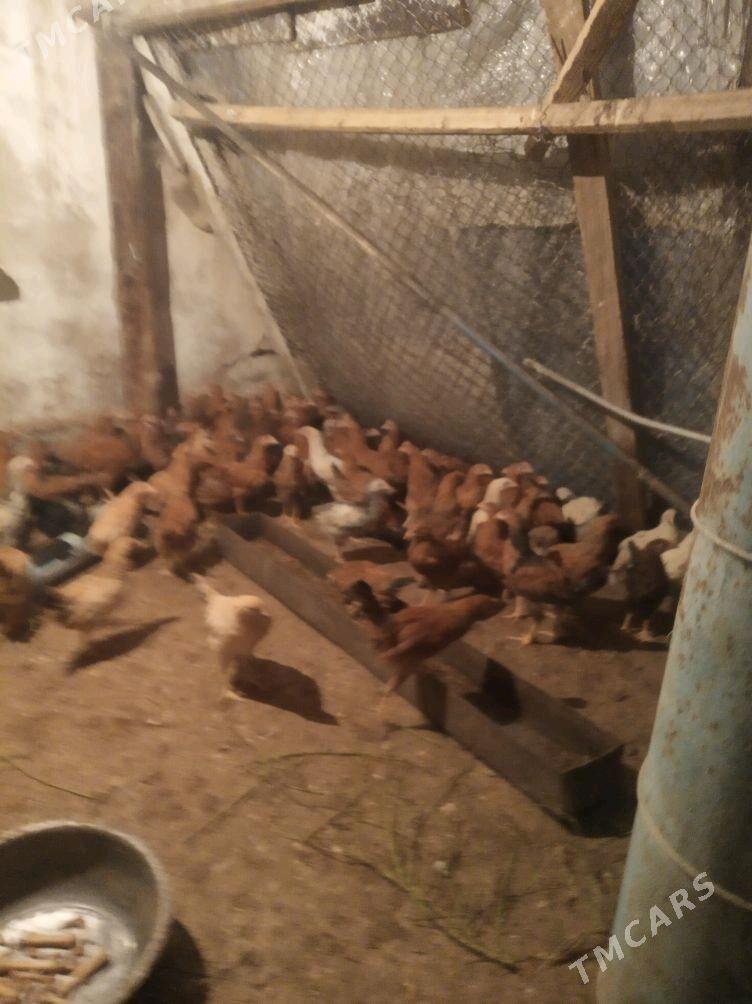 towuk juje - Änew - img 5