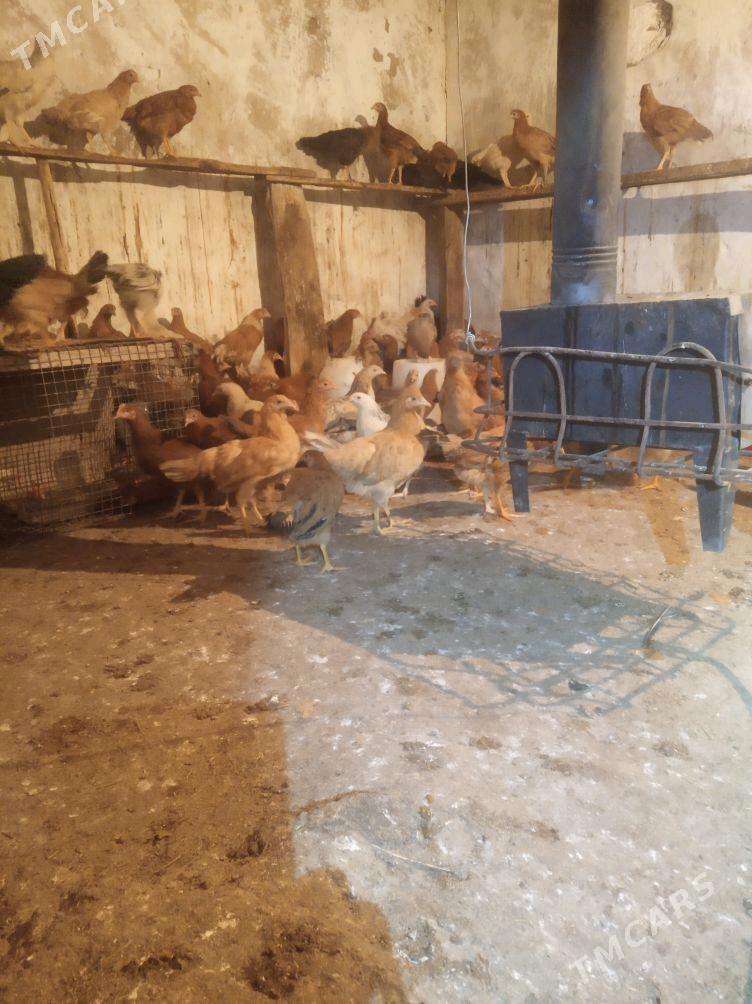 towuk juje - Änew - img 3