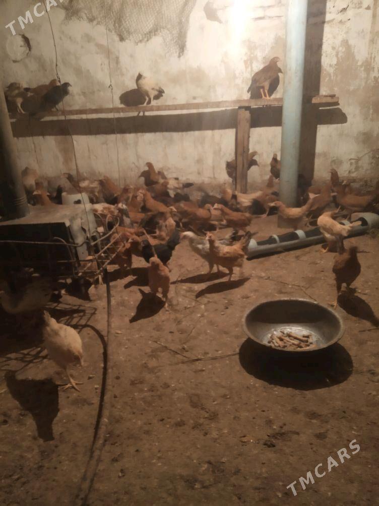 towuk juje - Änew - img 4