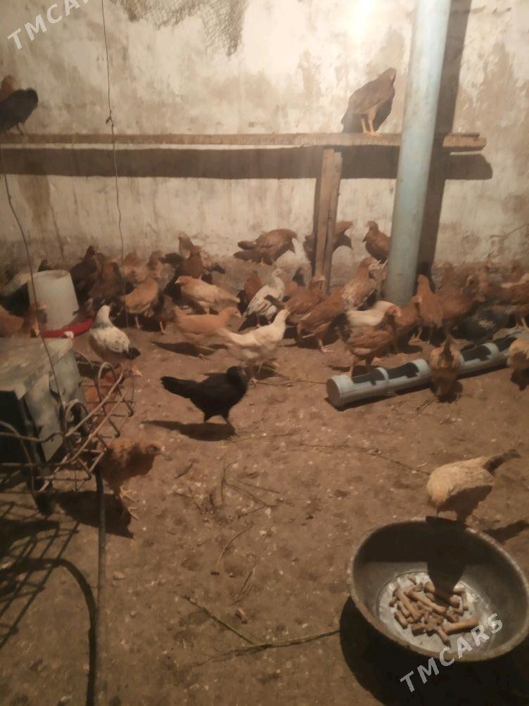 towuk juje - Änew - img 6