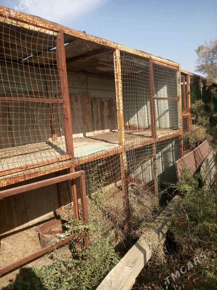 towuk ketek juje - Ак-Бугдайский этрап - img 4