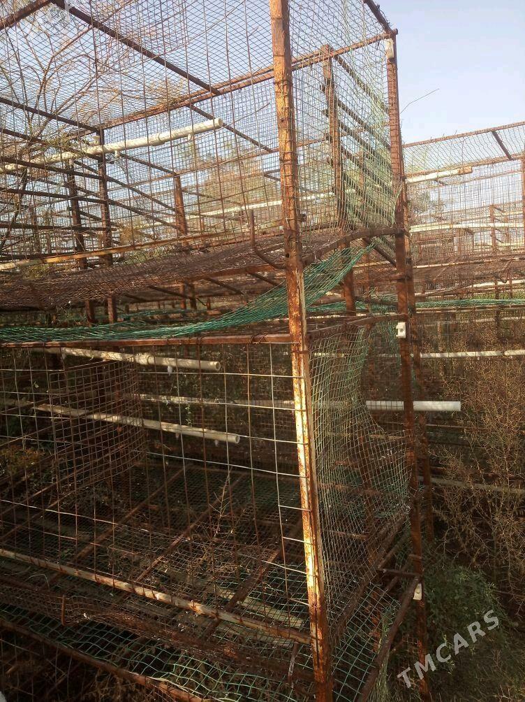 towuk ketek juje - Ак-Бугдайский этрап - img 6