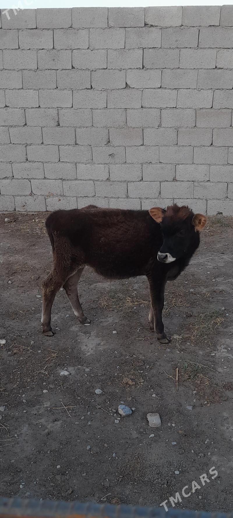 ökuz - Bäherden - img 2