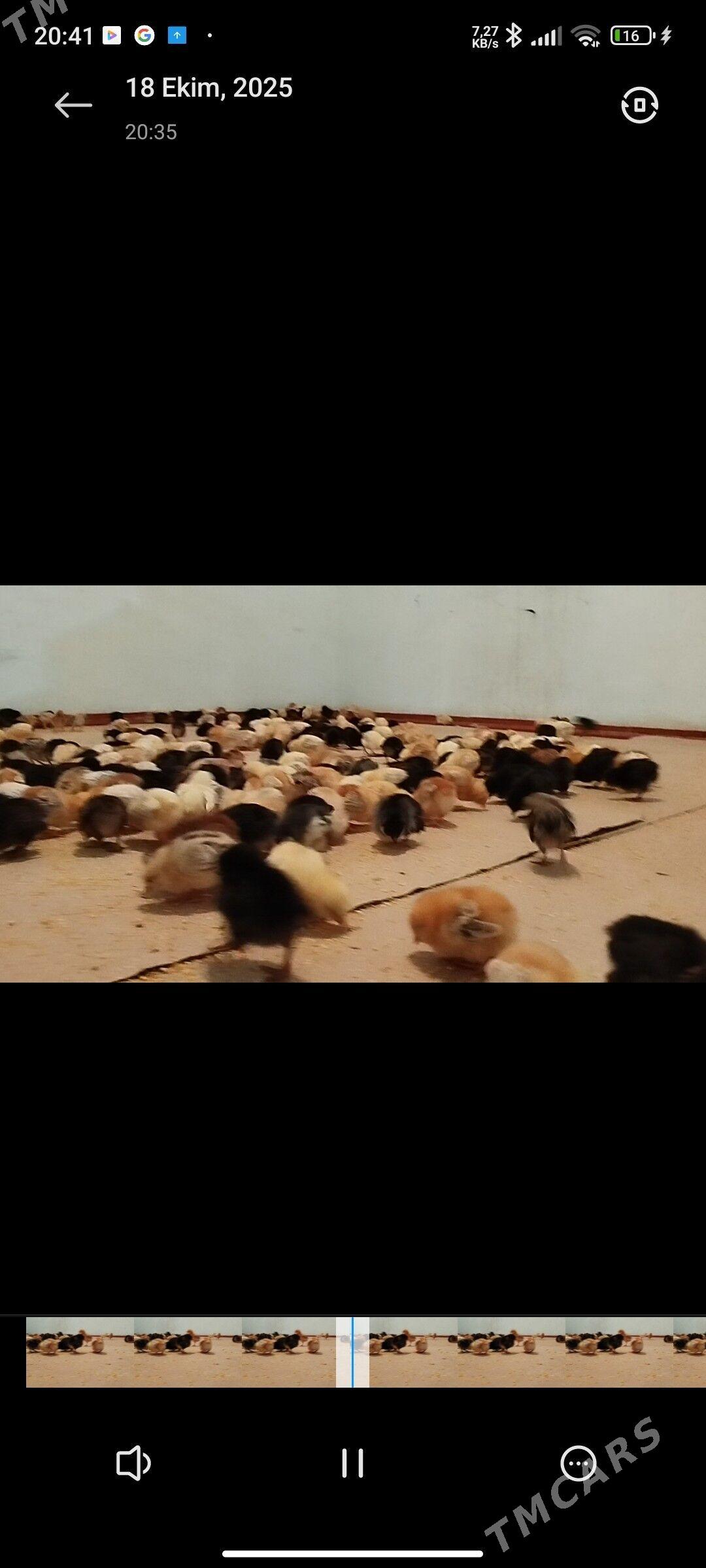 juje - Керки - img 4