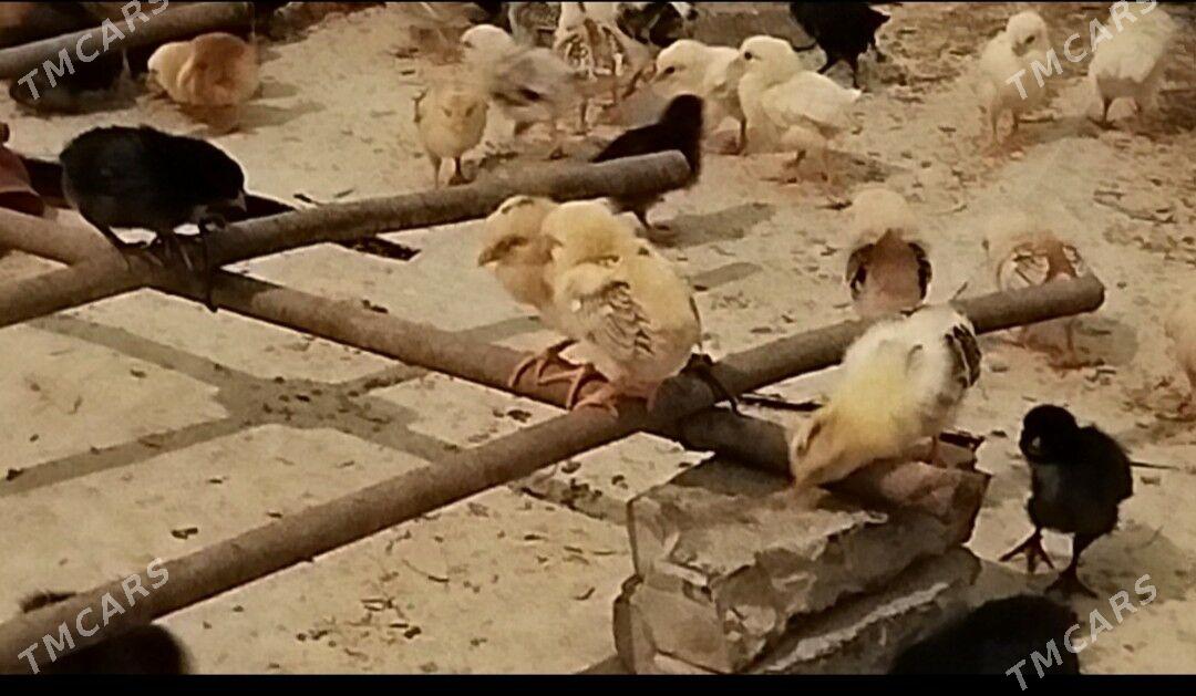 juje - Керки - img 3