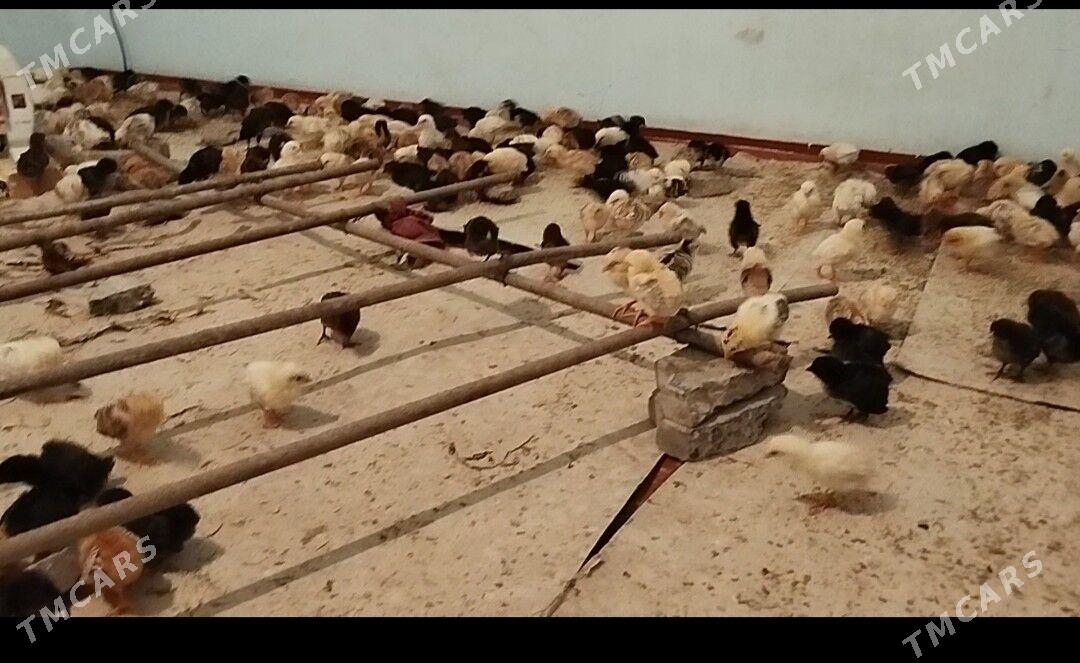 juje - Керки - img 2