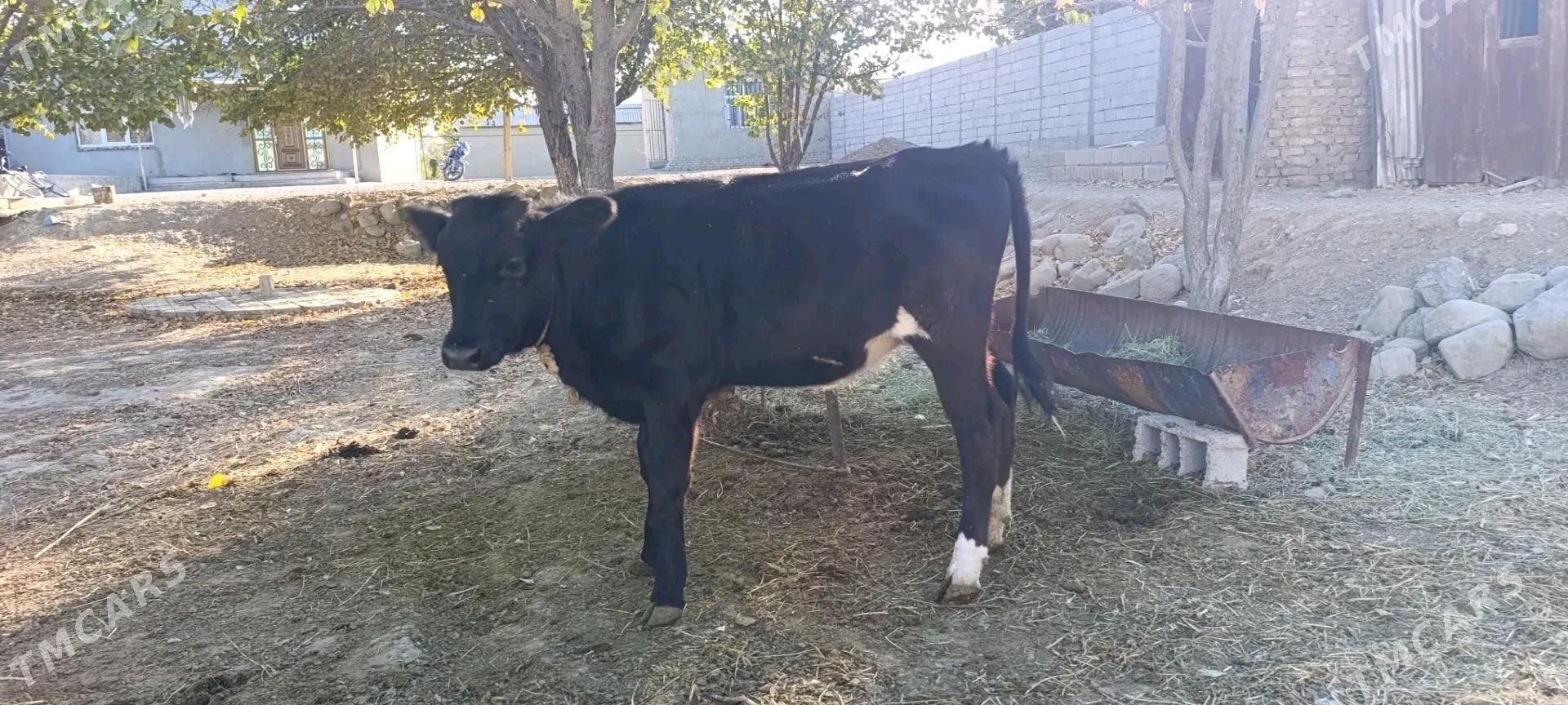 tuwe - Бахарден - img 2