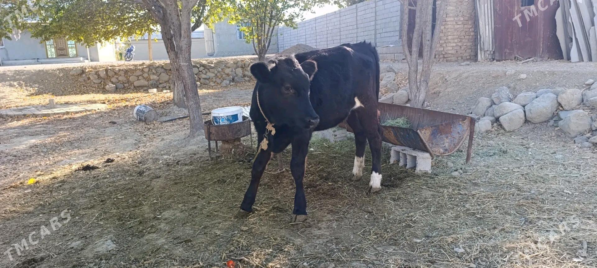 tuwe - Бахарден - img 1