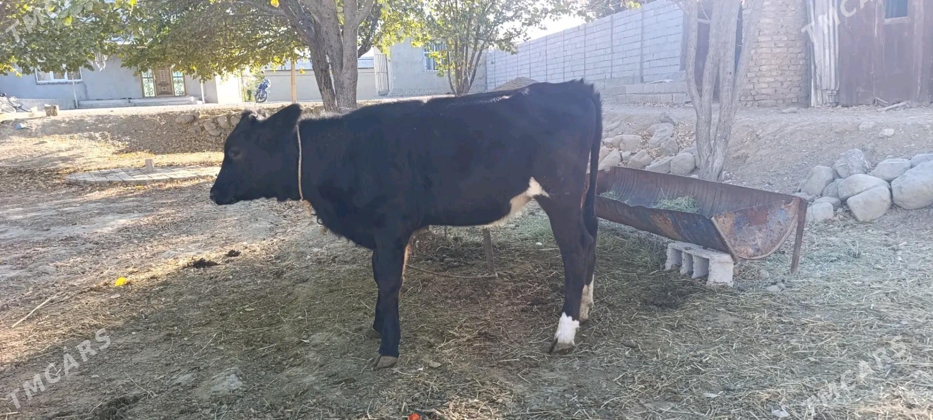 tuwe - Бахарден - img 4