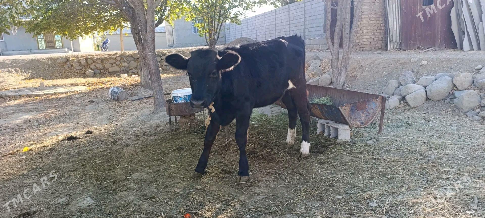 tuwe - Бахарден - img 3