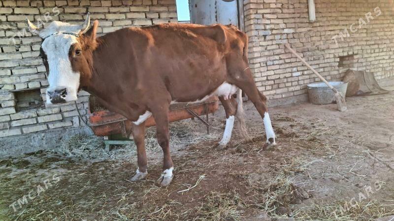 saglyk sygyr - Чарджоу - img 3