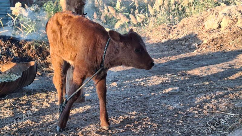 saglyk sygyr - Чарджоу - img 2