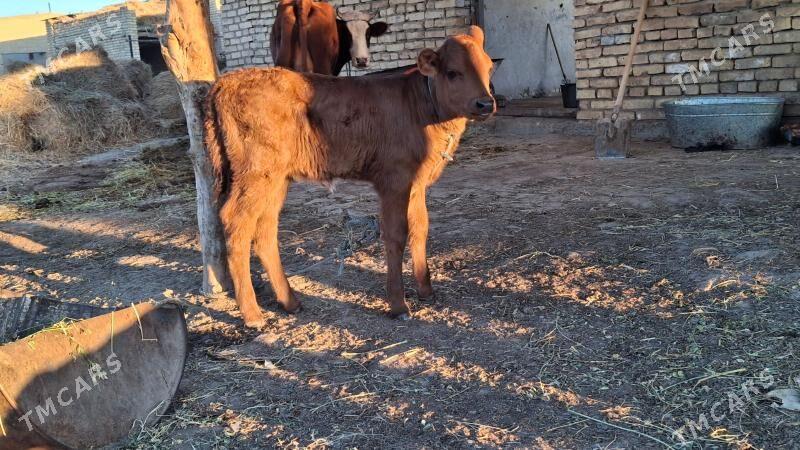 saglyk sygyr - Чарджоу - img 1