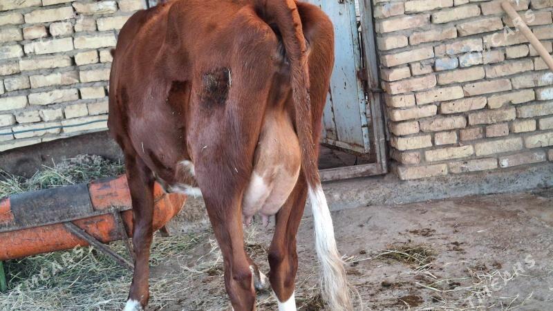 saglyk sygyr - Чарджоу - img 5