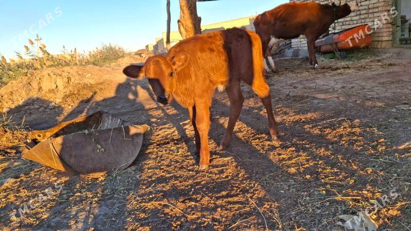 saglyk sygyr - Чарджоу - img 6