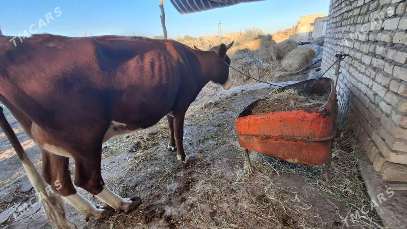 saglyk sygyr - Чарджоу - img 4