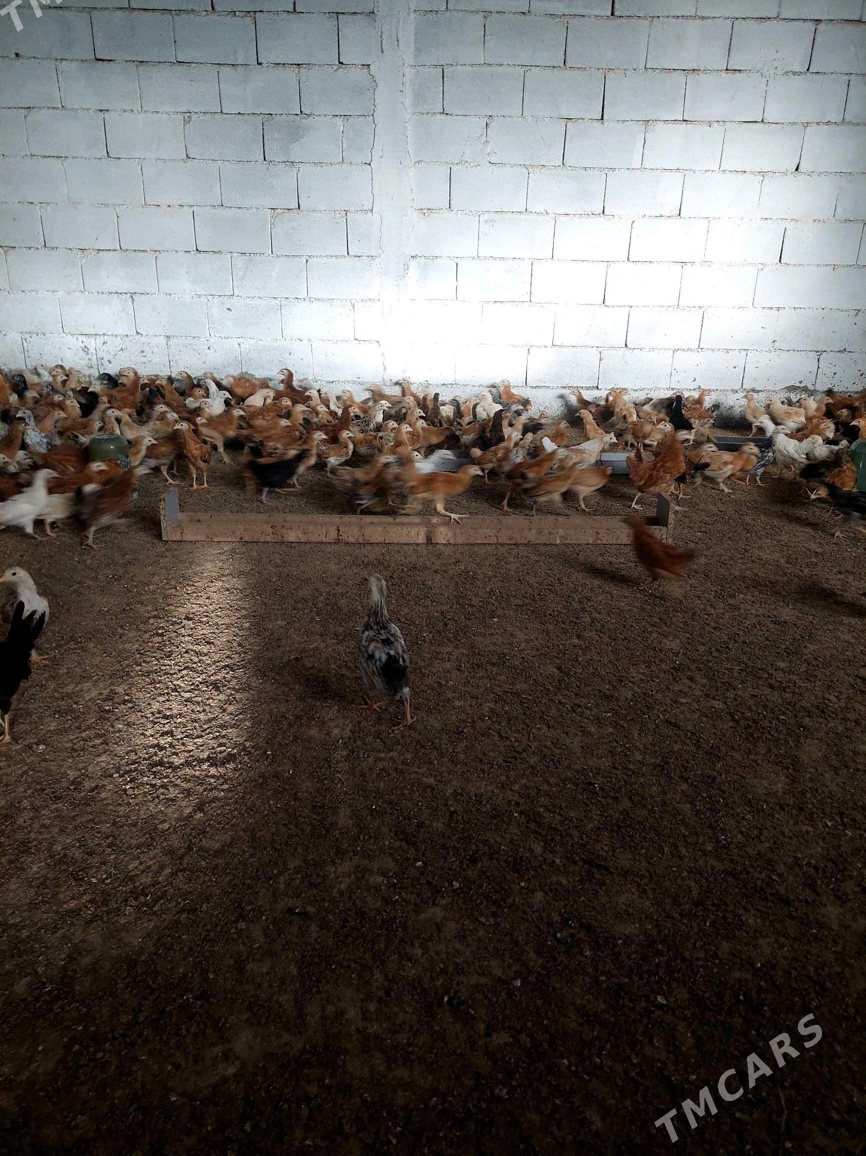 juje - Гёкдепе - img 4