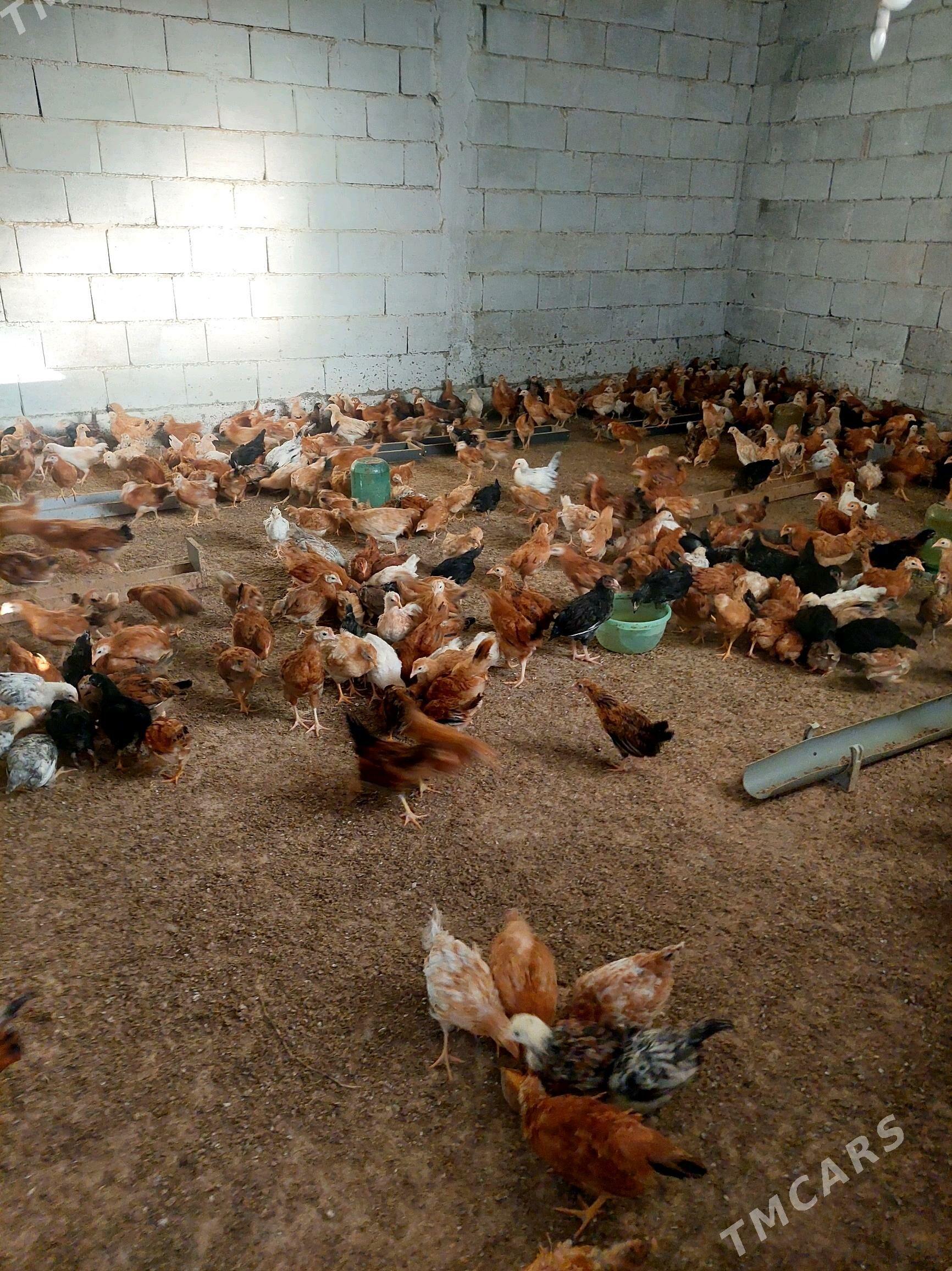 juje - Гёкдепе - img 1