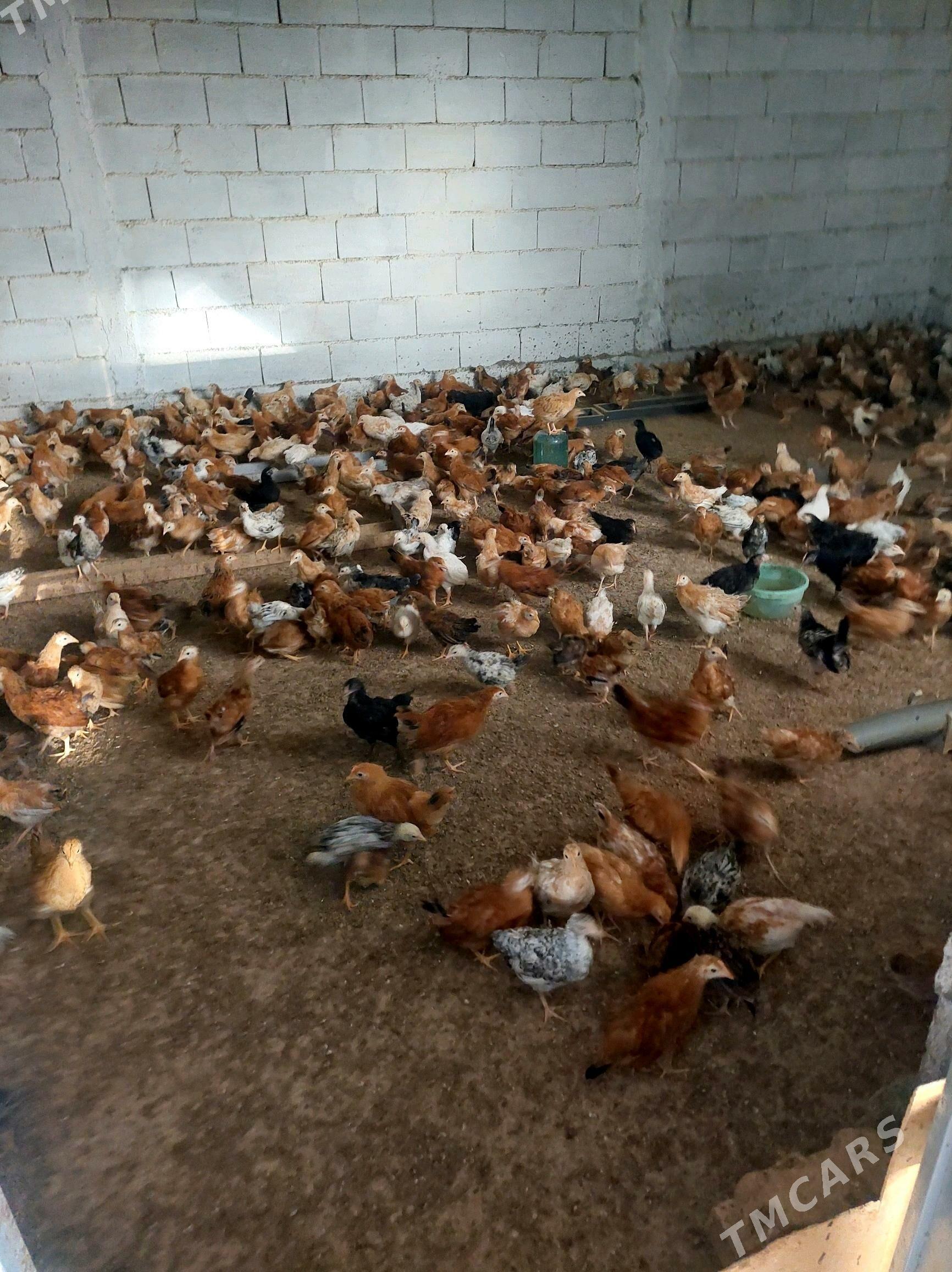 juje - Гёкдепе - img 2