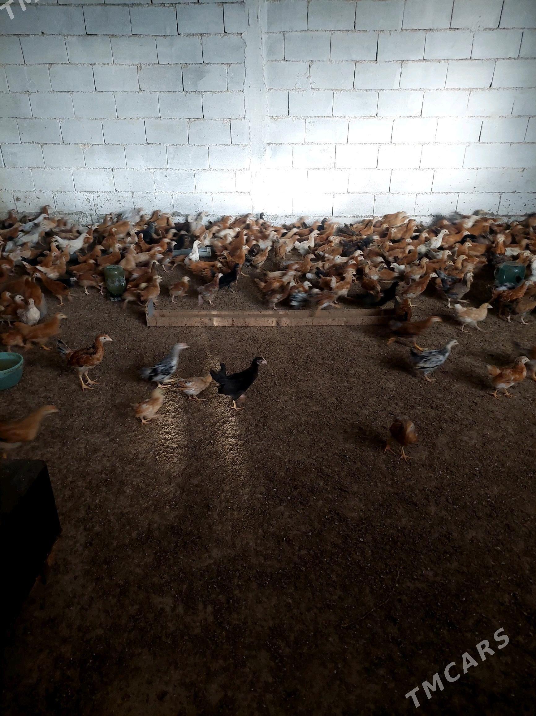 juje - Гёкдепе - img 3