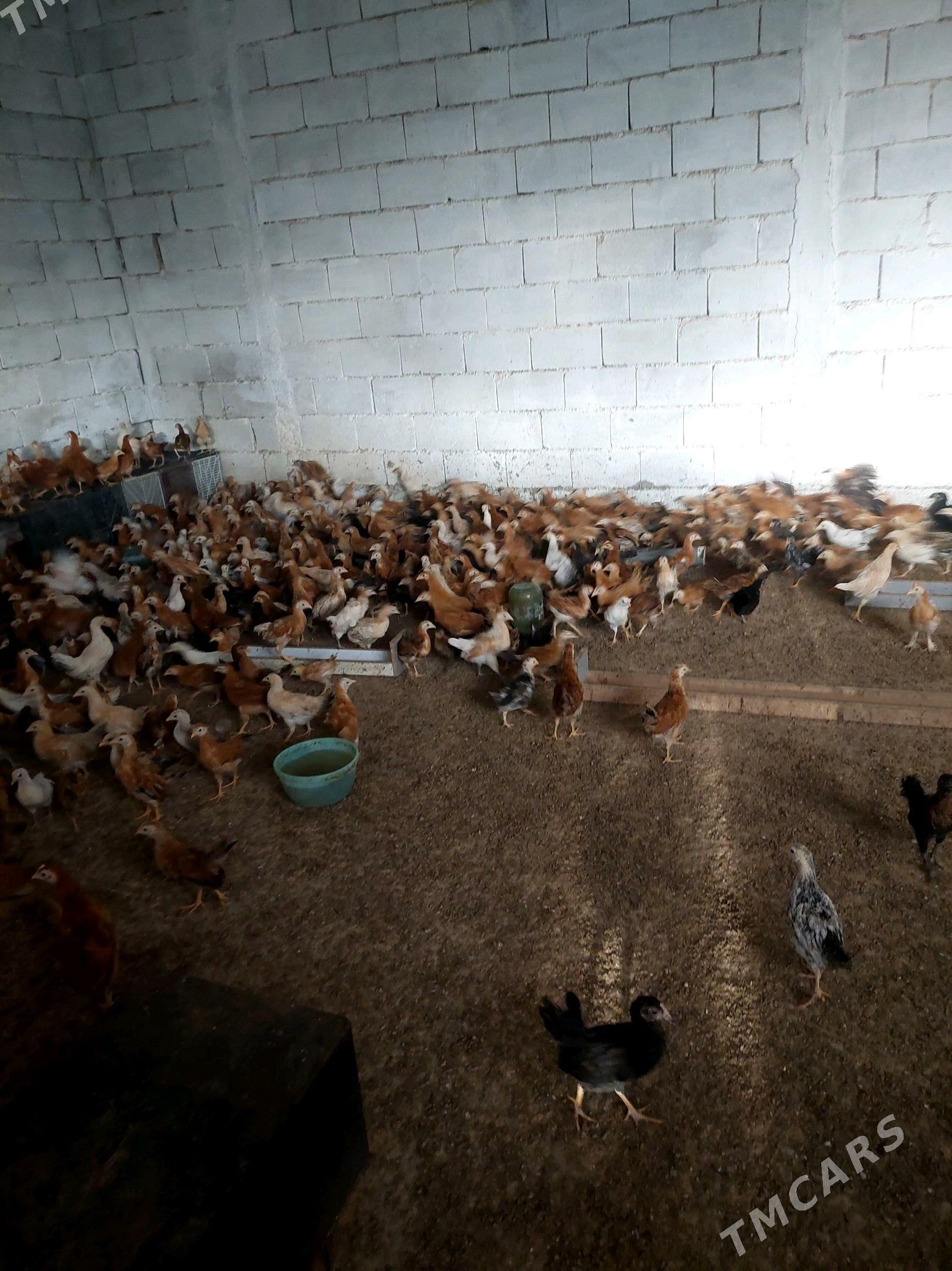 juje - Гёкдепе - img 5