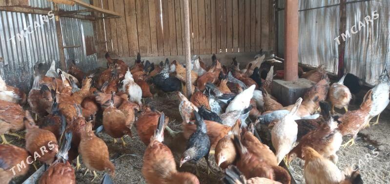 towuk jüýje - Sakarçäge - img 2