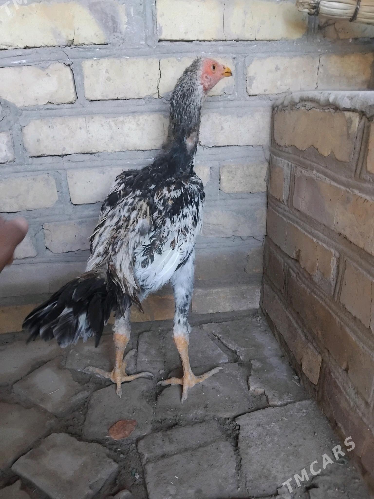 horaz - Ходжамбаз - img 2