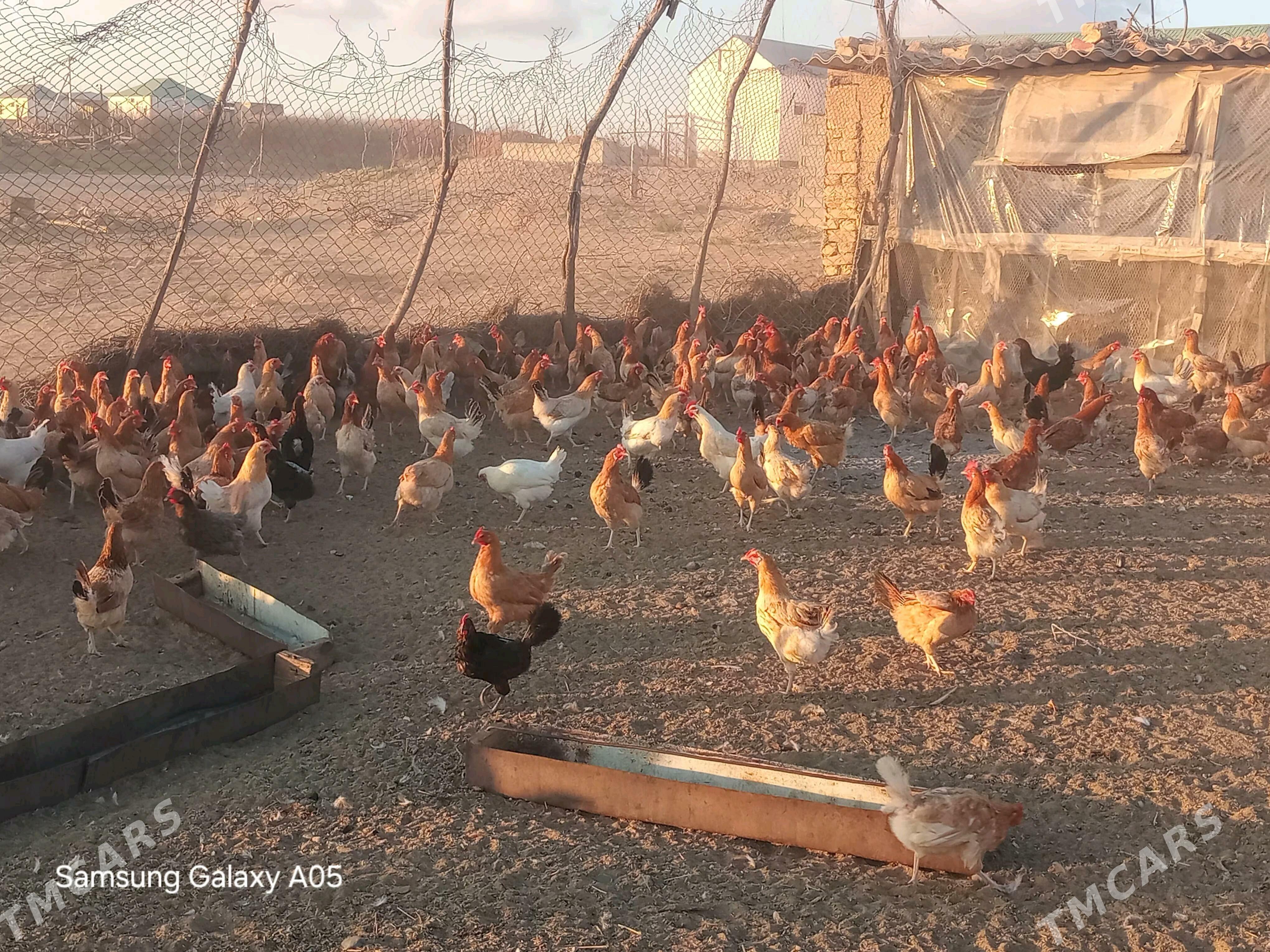 guzlayjy towuklar - Чоганлы - img 1